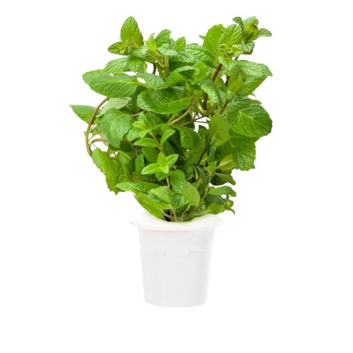 Click and Grow Smart Garden Refill 3-pack - Peppermint