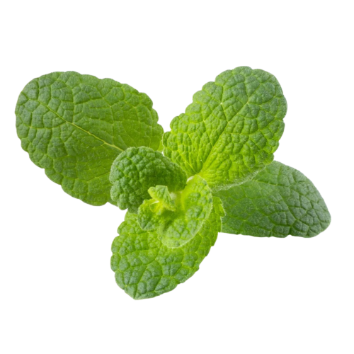 Click and Grow Smart Garden Refill 3-pack - Apple Mint