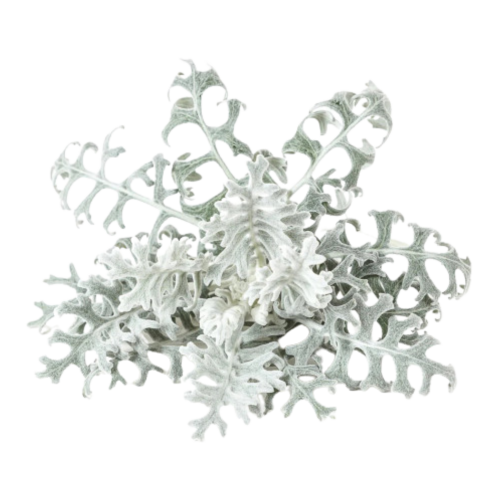 Click and Grow Smart Garden Refill 3-pack - Dusty Miller