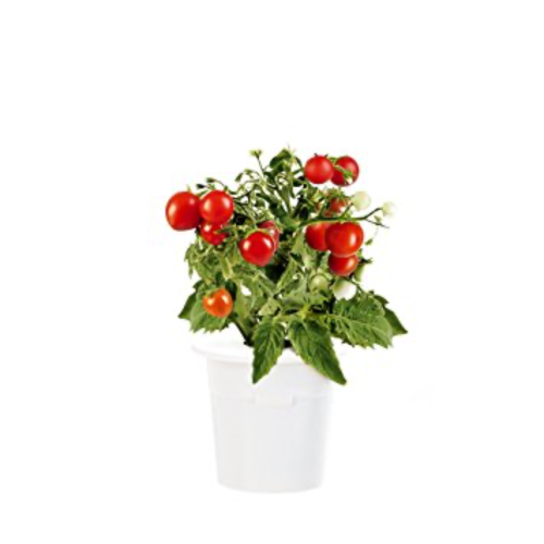 Click and Grow Smart Garden Refill 3-pack - Mini Tomatoes