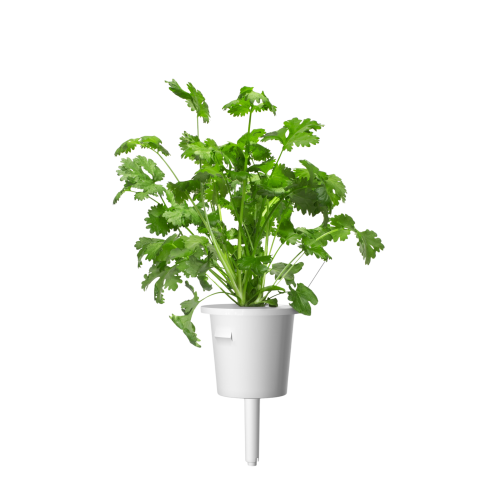 Click and Grow Smart Garden Refill 3-pack - Parsley